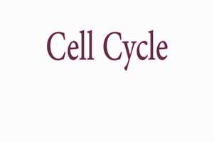 کارگاه چرخه سلولی