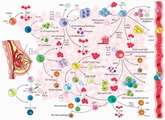 Dual Functions of T Lymphocytes in Breast Carcinoma: From Immune Protection to Orchestrating Tumor Progression and Metastasis